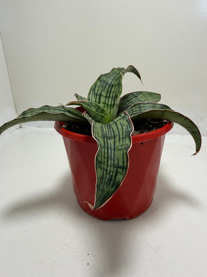 Buy Sansevieria Cleopatra | Easy Care Houseplant