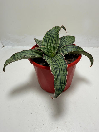 Buy Sansevieria Cleopatra | Easy Care Houseplant