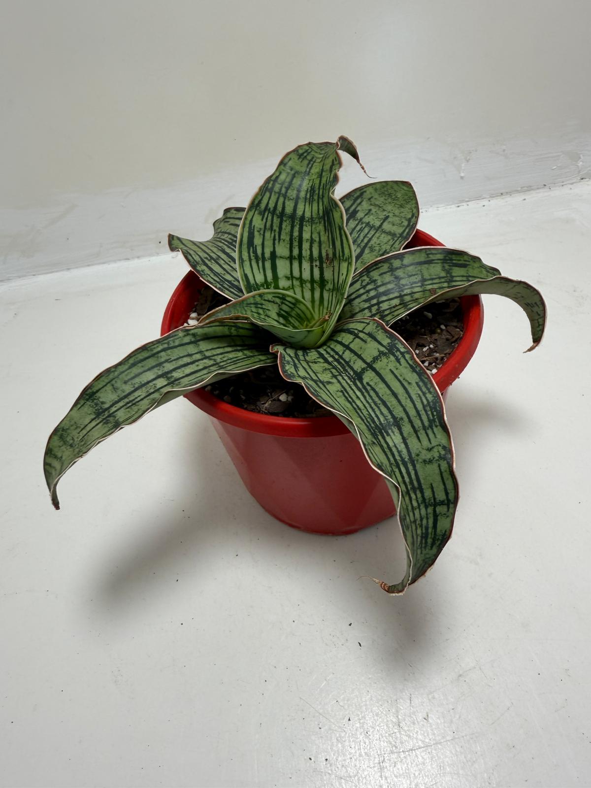 Buy Sansevieria Cleopatra | Easy Care Houseplant