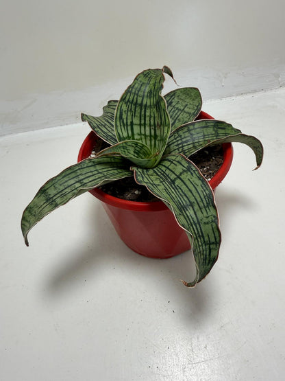 Buy Sansevieria Cleopatra | Easy Care Houseplant