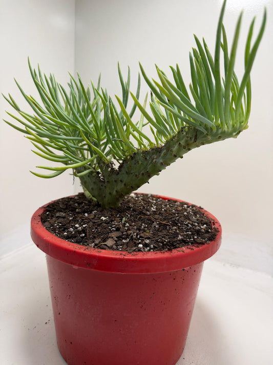 Mermaid Tail : Crested Senecio Talinoides - Narrow Leaf Chalk Stick #351