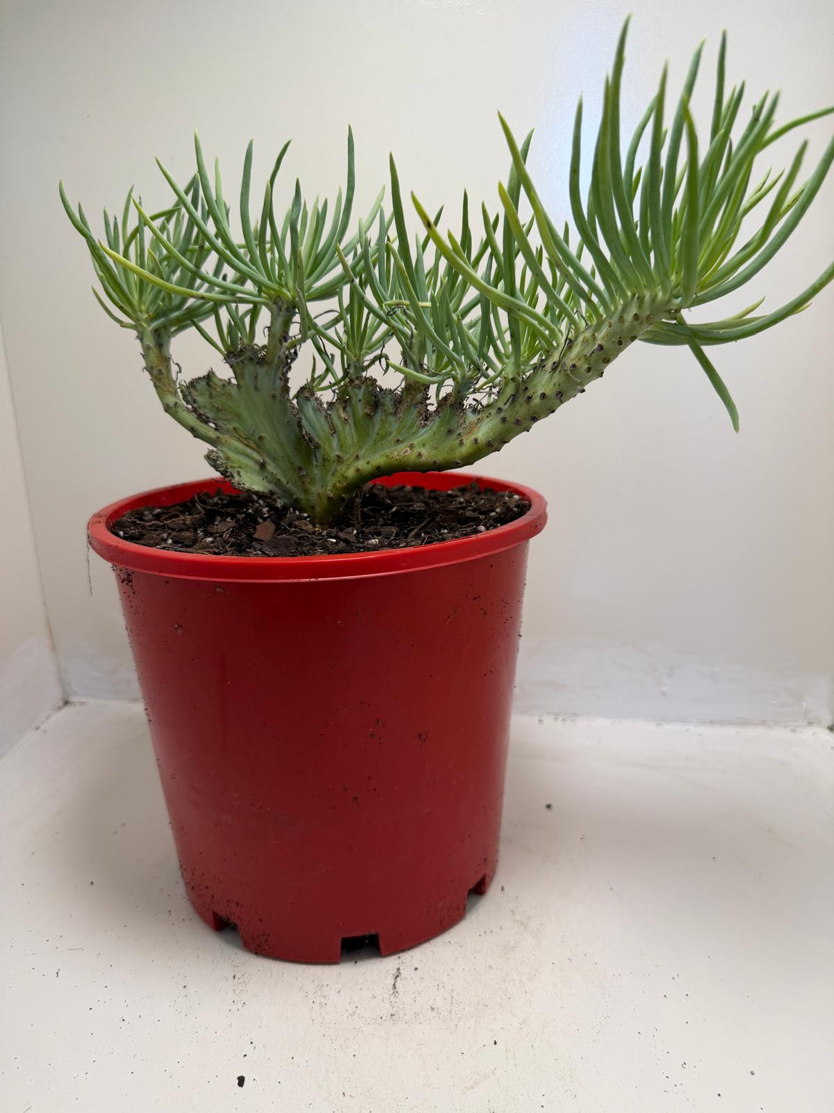 Mermaid Tail : Crested Senecio Talinoides - Narrow Leaf Chalk Stick #952