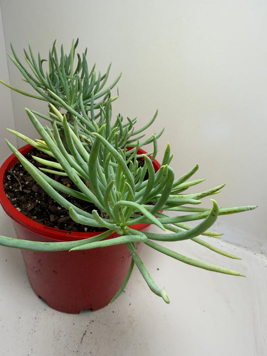 Mermaid Tail : Crested Senecio Talinoides - Narrow Leaf Chalk Stick #952