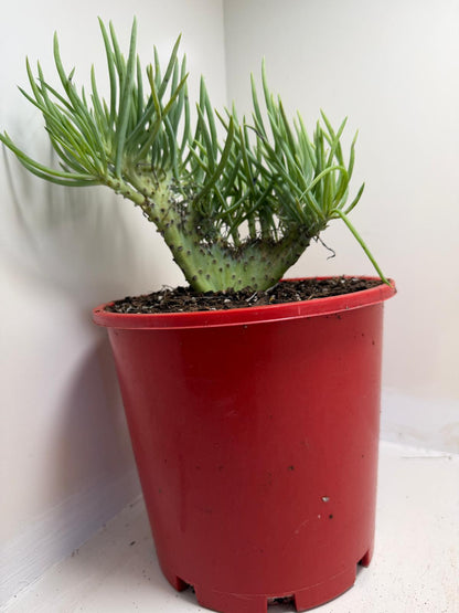 Mermaid Tail : Crested Senecio Talinoides - Narrow Leaf Chalk Stick #953