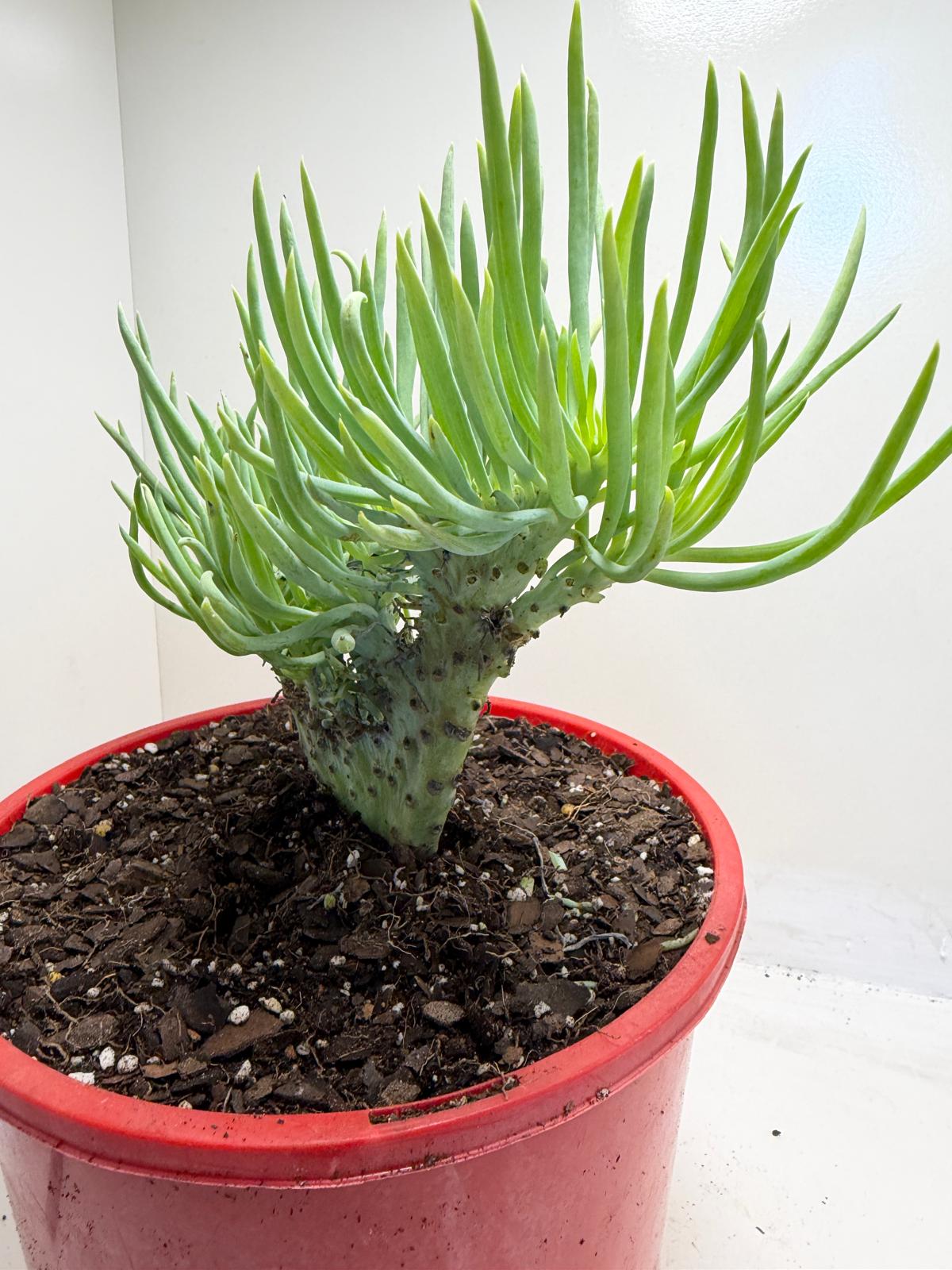 Mermaid Tail : Crested Senecio Talinoides - Narrow Leaf Chalk Stick #953
