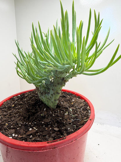 Mermaid Tail : Crested Senecio Talinoides - Narrow Leaf Chalk Stick #953
