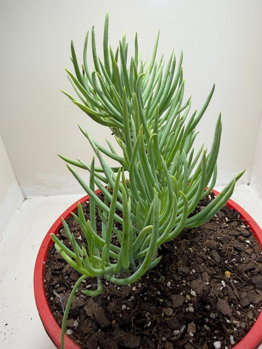 Mermaid Tail : Crested Senecio Talinoides - Narrow Leaf Chalk Stick #953