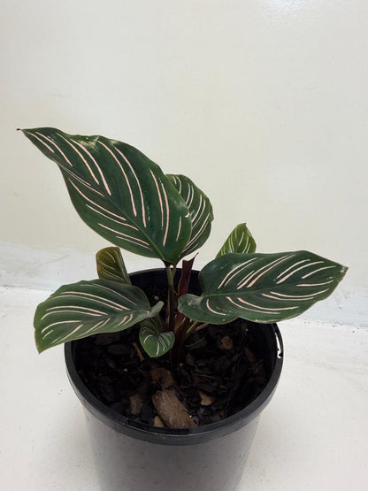 Calathea Ornata-100mm