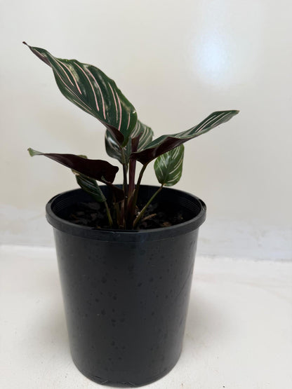 Calathea Ornata-100mm