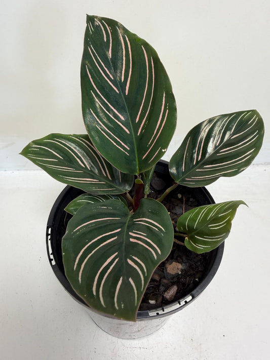 Calathea Ornata-100mm