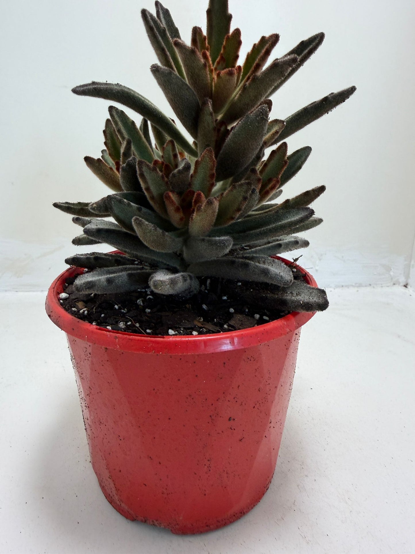 Kalanchoe tomentosa 'Chocolate'