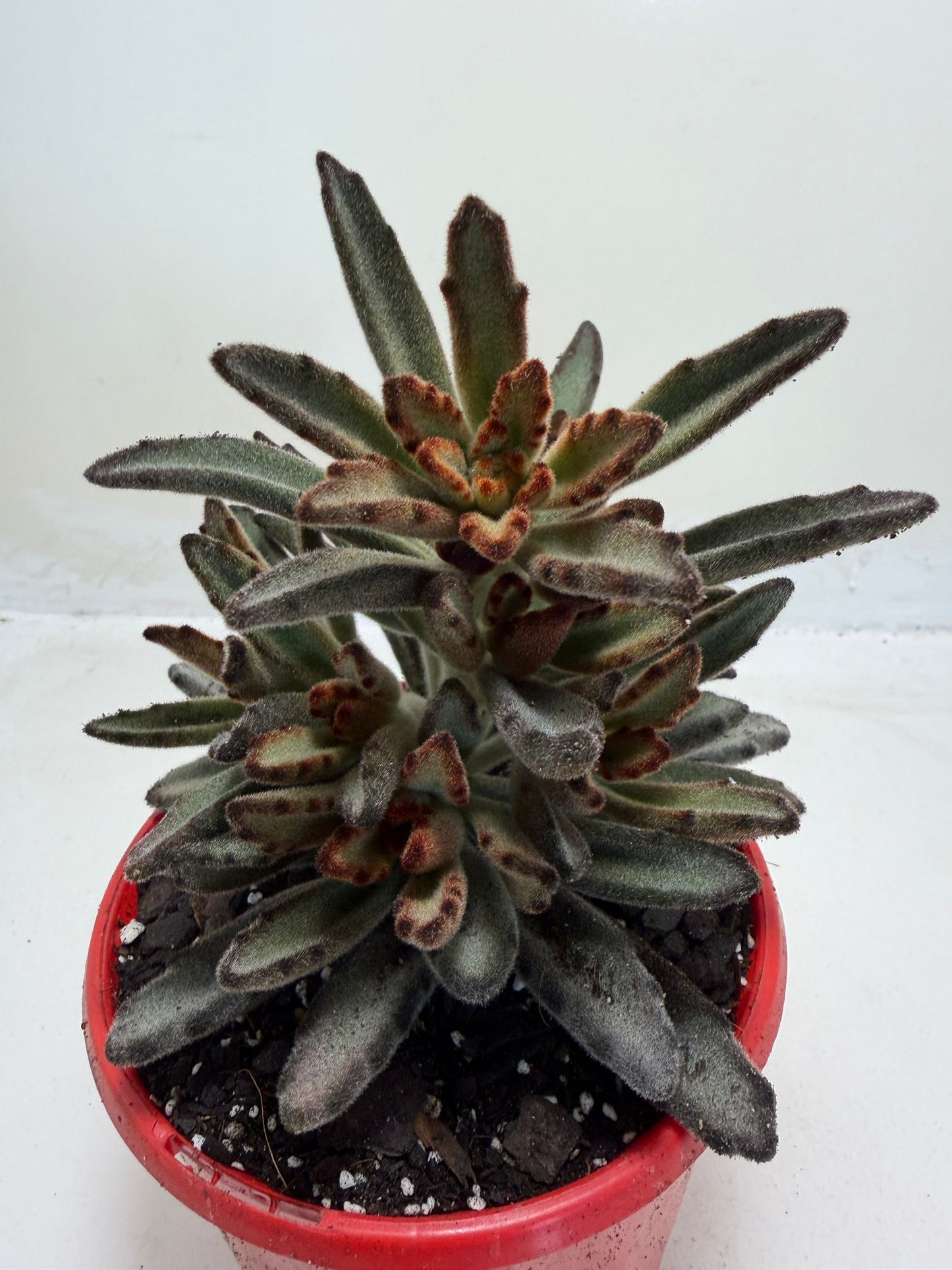 Kalanchoe tomentosa 'Chocolate'