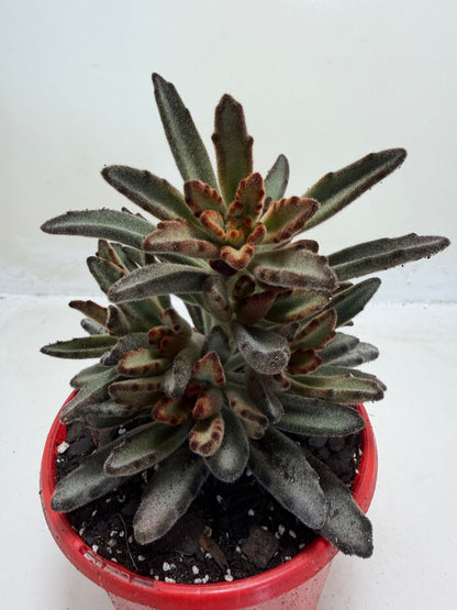 Kalanchoe tomentosa 'Chocolate'
