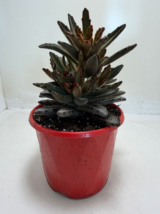 Kalanchoe tomentosa 'Chocolate'