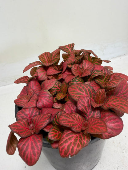 Fittonia ‘Red Flame’ – Vibrant Red Veined Nerve Plant | 100mm