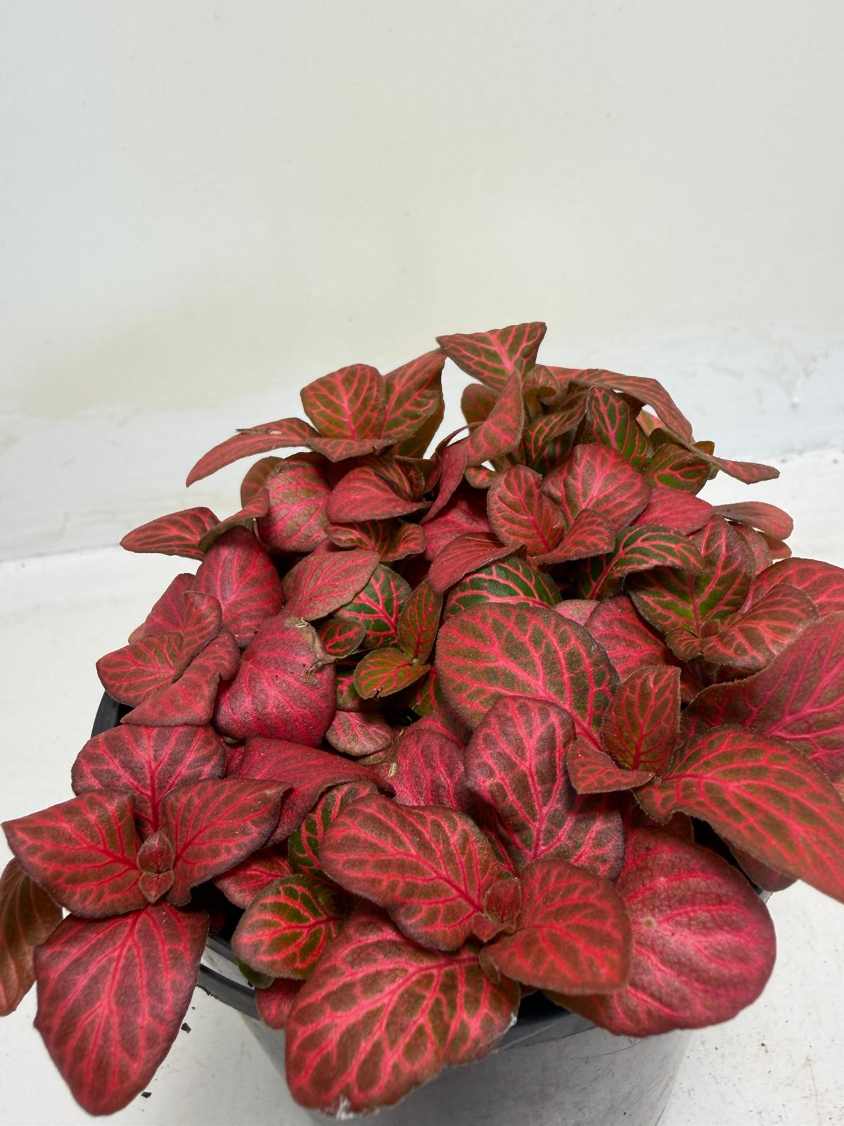 Fittonia ‘Red Flame’ – Vibrant Red Veined Nerve Plant | 100mm