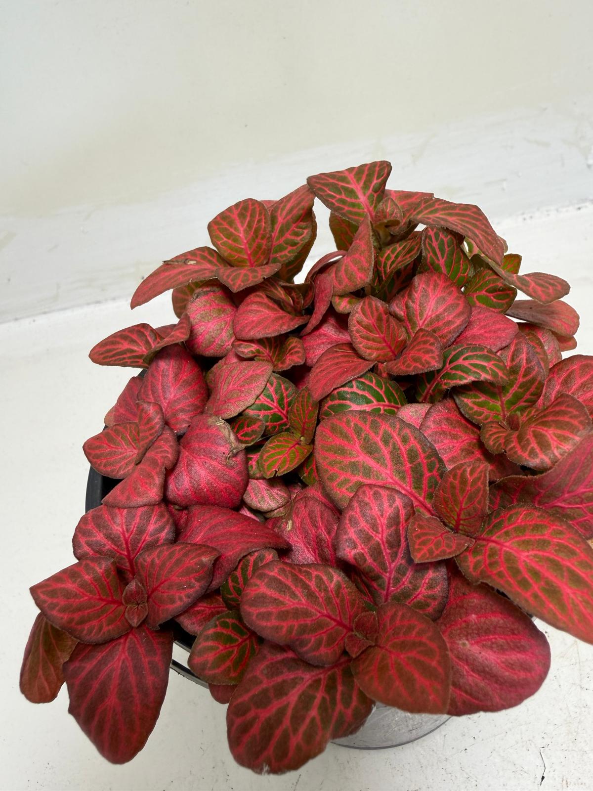 Fittonia ‘Red Flame’ – Vibrant Red Veined Nerve Plant | 100mm