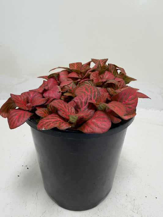 Fittonia ‘Red Flame’ – Vibrant Red Veined Nerve Plant | 100mm