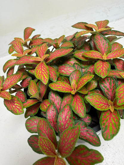Buy Fittonia Ruyi | Statement Indoor Plant|100mm