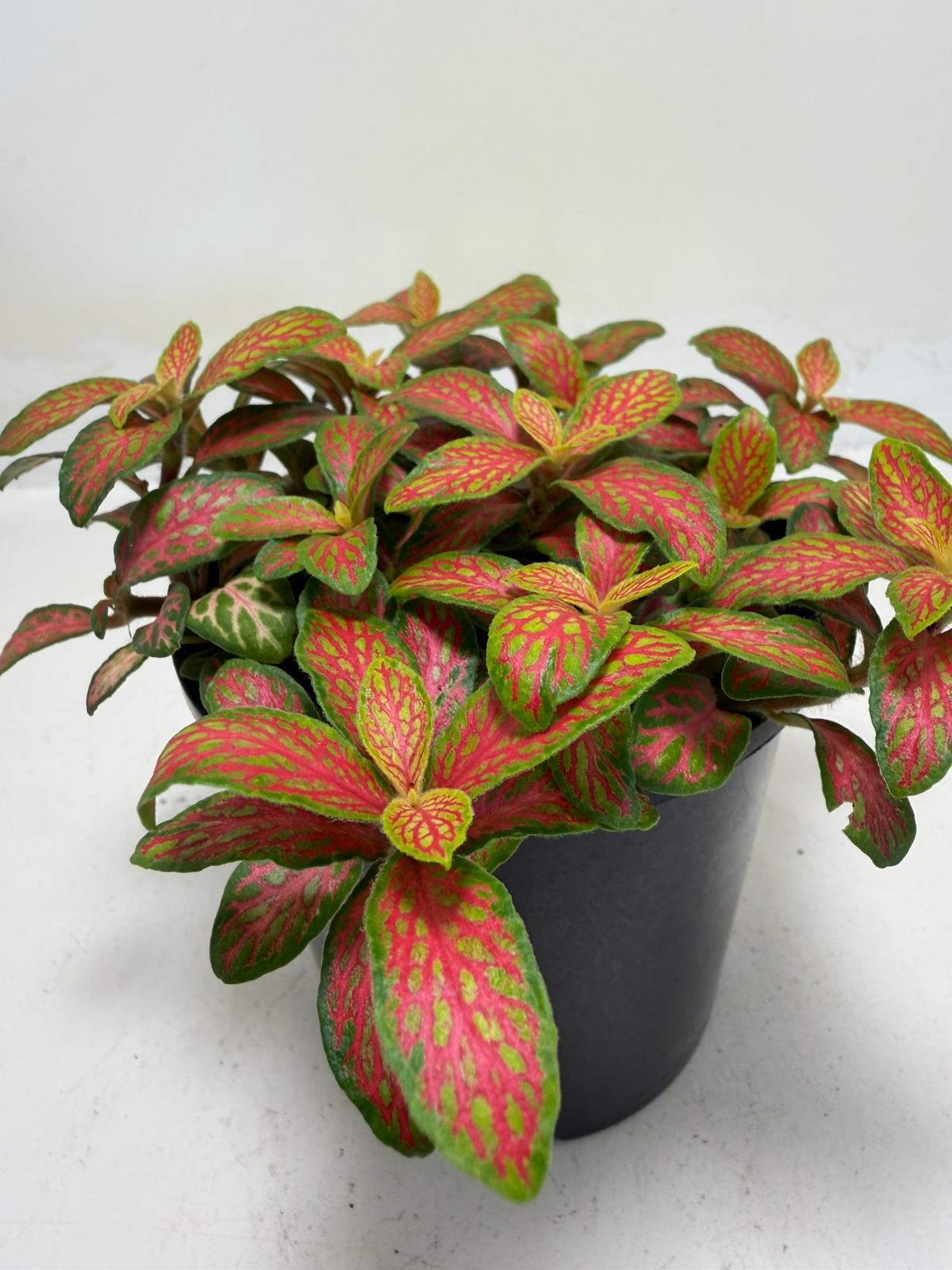 Buy Fittonia Ruyi | Statement Indoor Plant|100mm