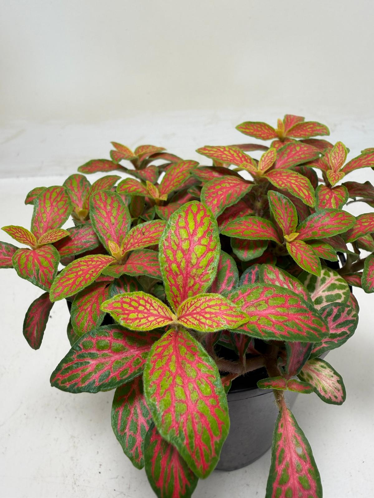 Buy Fittonia Ruyi | Statement Indoor Plant|100mm