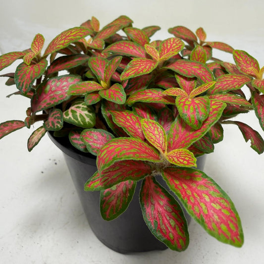 Buy Fittonia Ruyi | Statement Indoor Plant|100mm