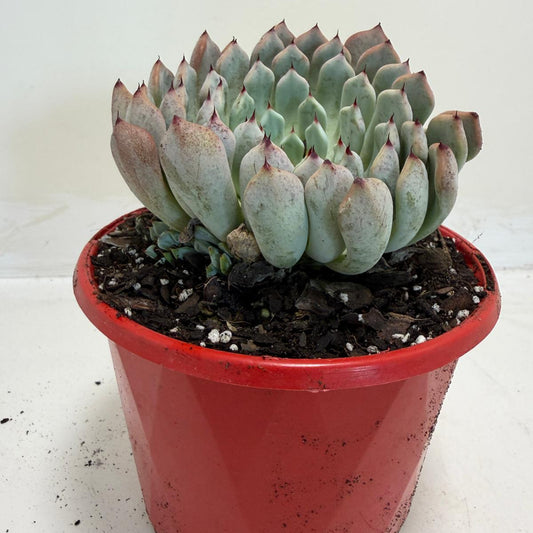 Buy Echeveria Gmmul | Easy Care Houseplant|130mm