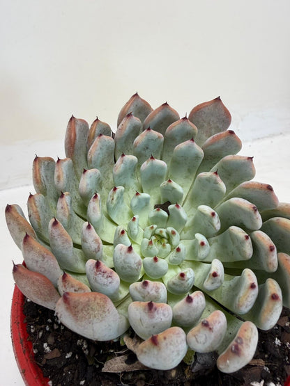 Buy Echeveria Gmmul | Easy Care Houseplant|130mm