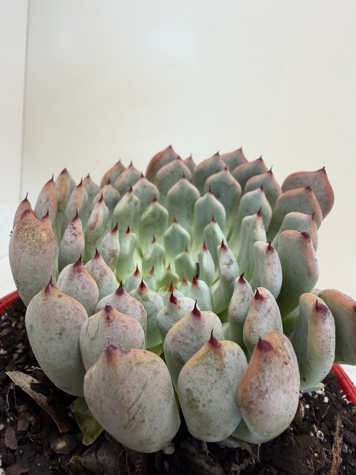 Buy Echeveria Gmmul | Easy Care Houseplant|130mm