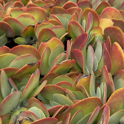 Buy Kalanchoe Bronze Sculpture | Succulent| 100mm