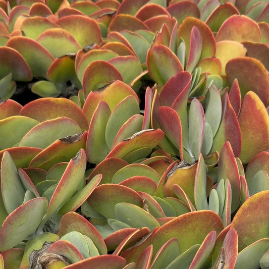 Buy Kalanchoe Bronze Sculpture | Succulent| 100mm