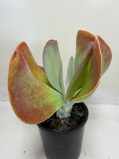 Buy Kalanchoe Bronze Sculpture | Succulent| 100mm