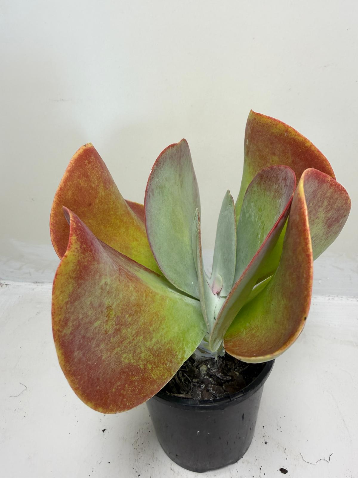 Buy Kalanchoe Bronze Sculpture | Succulent| 100mm