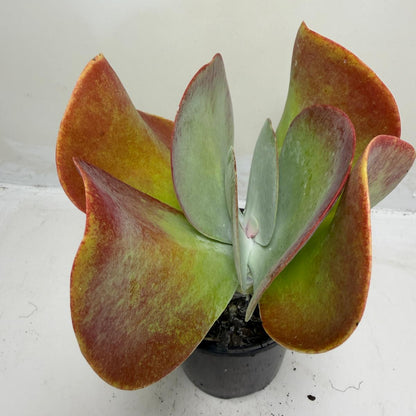 Buy Kalanchoe Bronze Sculpture | Succulent| 100mm