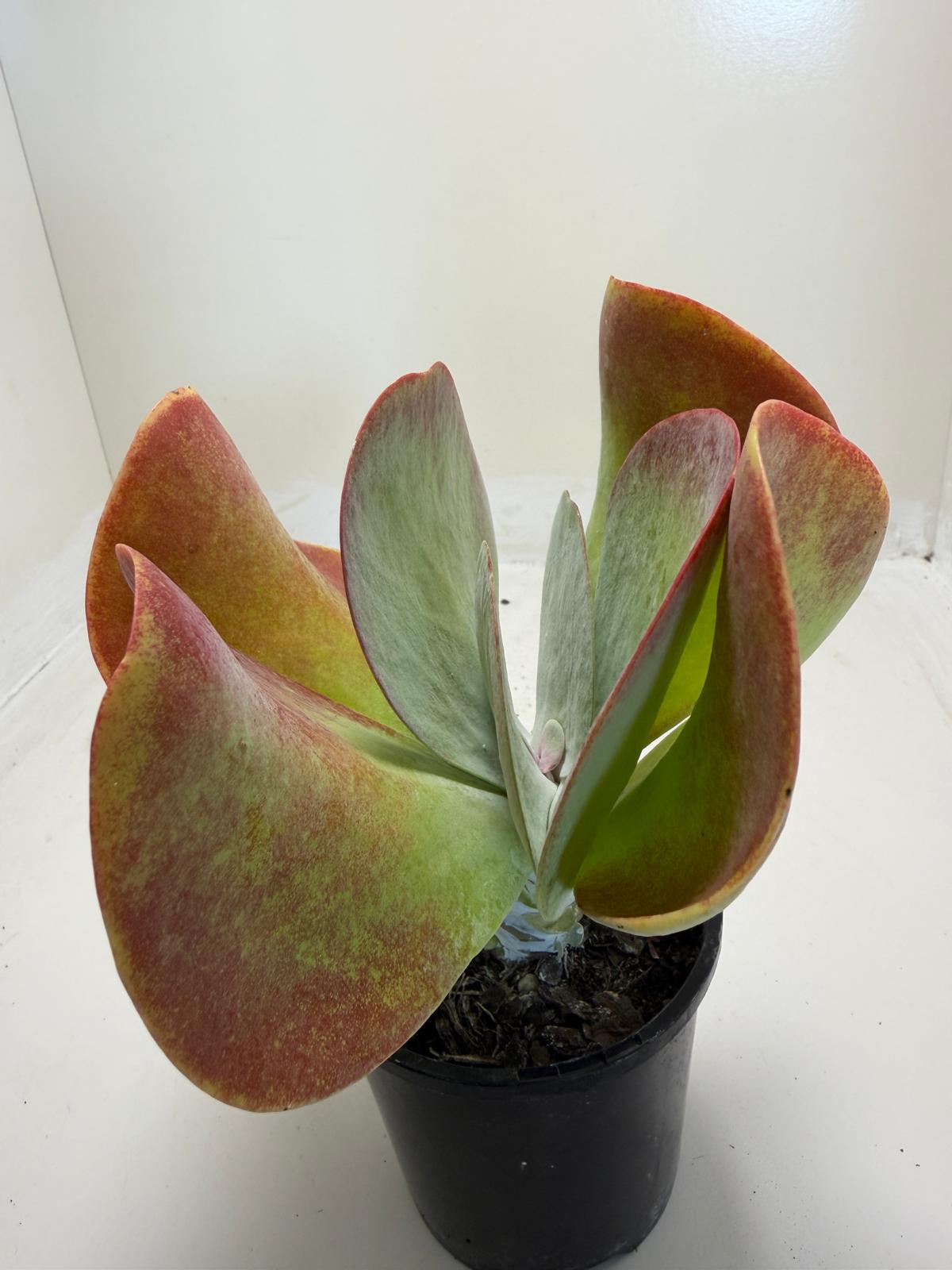 Buy Kalanchoe Bronze Sculpture | Succulent| 100mm