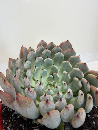 Buy Echeveria Gmmul | Easy Care Houseplant|130mm