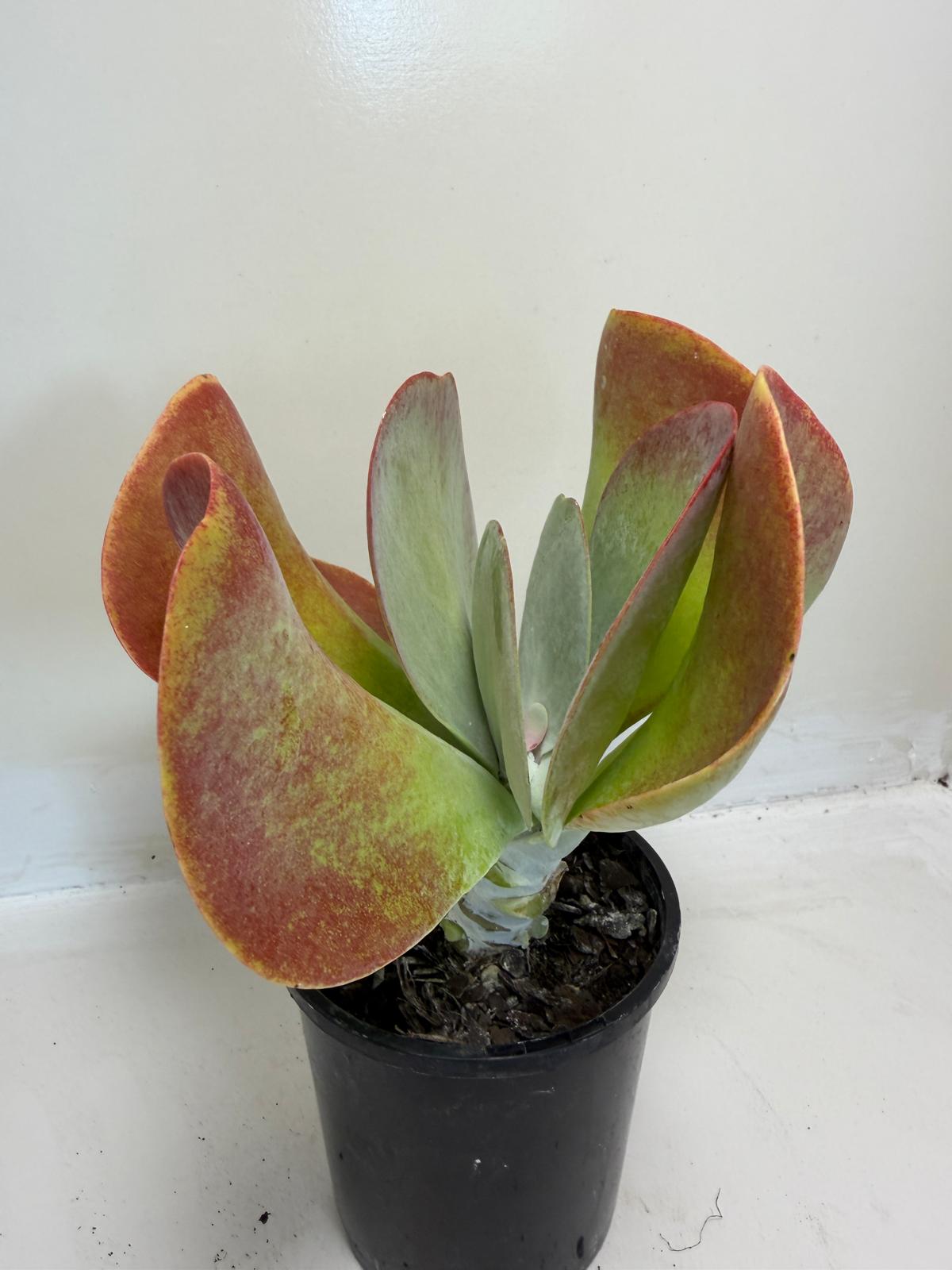 Buy Kalanchoe Bronze Sculpture | Succulent| 100mm