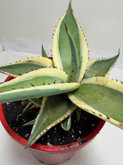 Buy Agave guiengola Creme Brulee | Rare & Exotic Plant |130mm