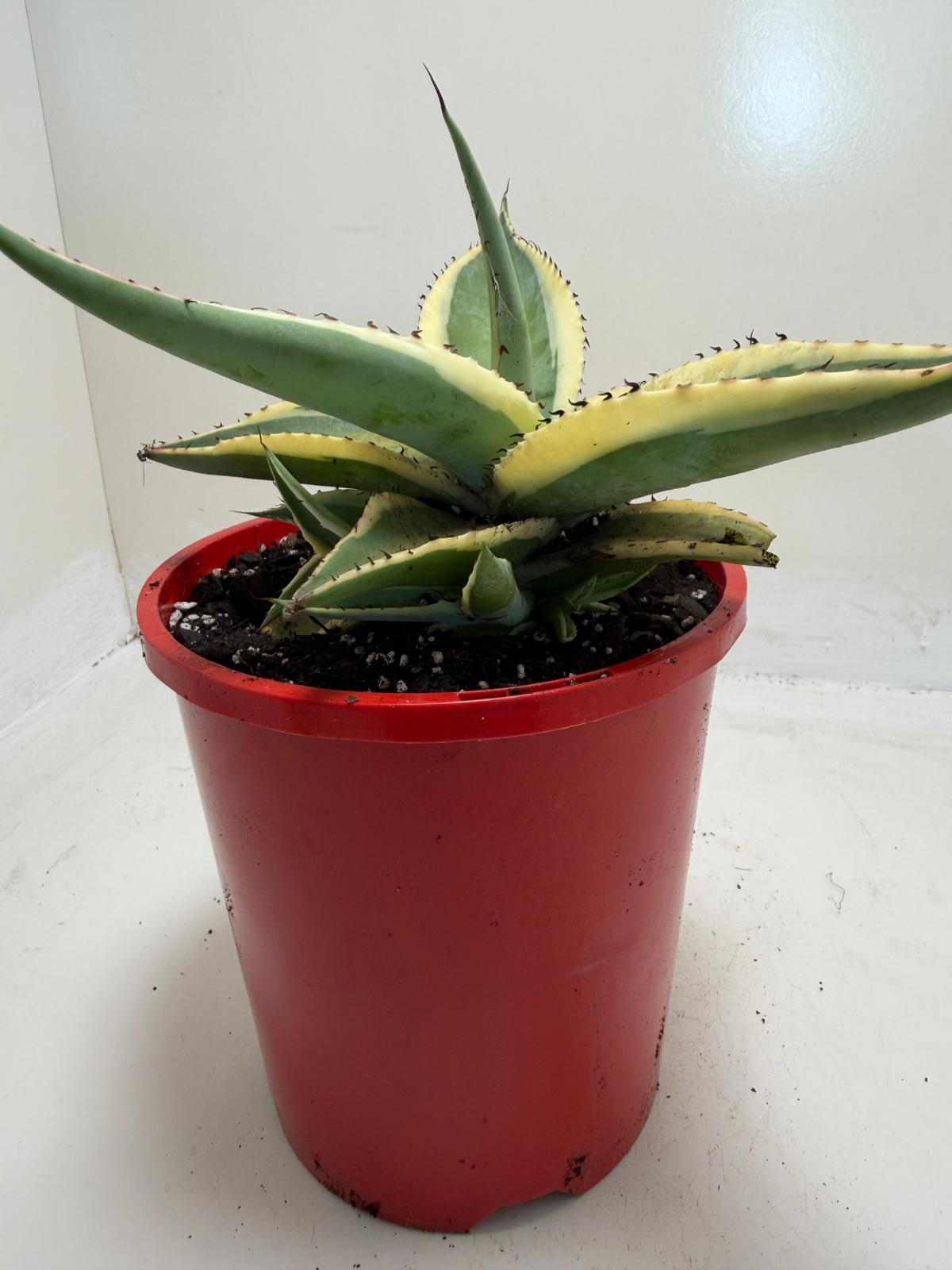 Buy Agave guiengola Creme Brulee | Rare & Exotic Plant |130mm