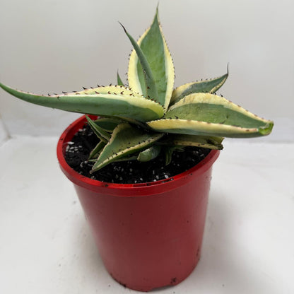 Buy Agave guiengola Creme Brulee | Rare & Exotic Plant |130mm