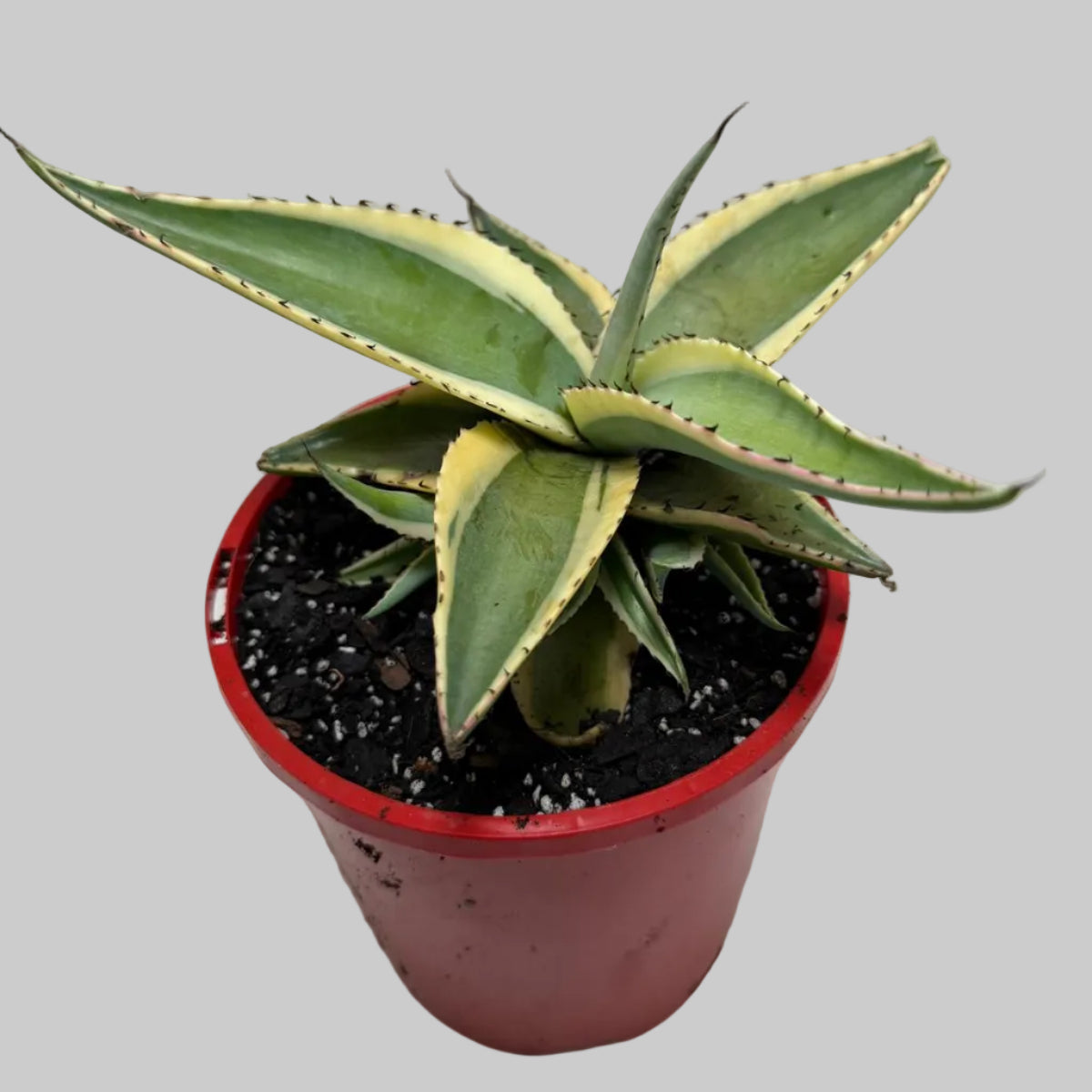 Buy Agave guiengola Creme Brulee | Rare & Exotic Plant |130mm
