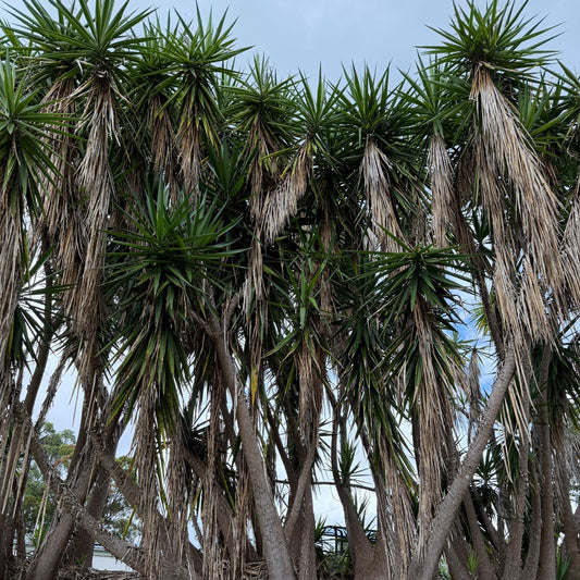 Buy Yucca elephantipes | Indoor & Outdoor Plant |190mm