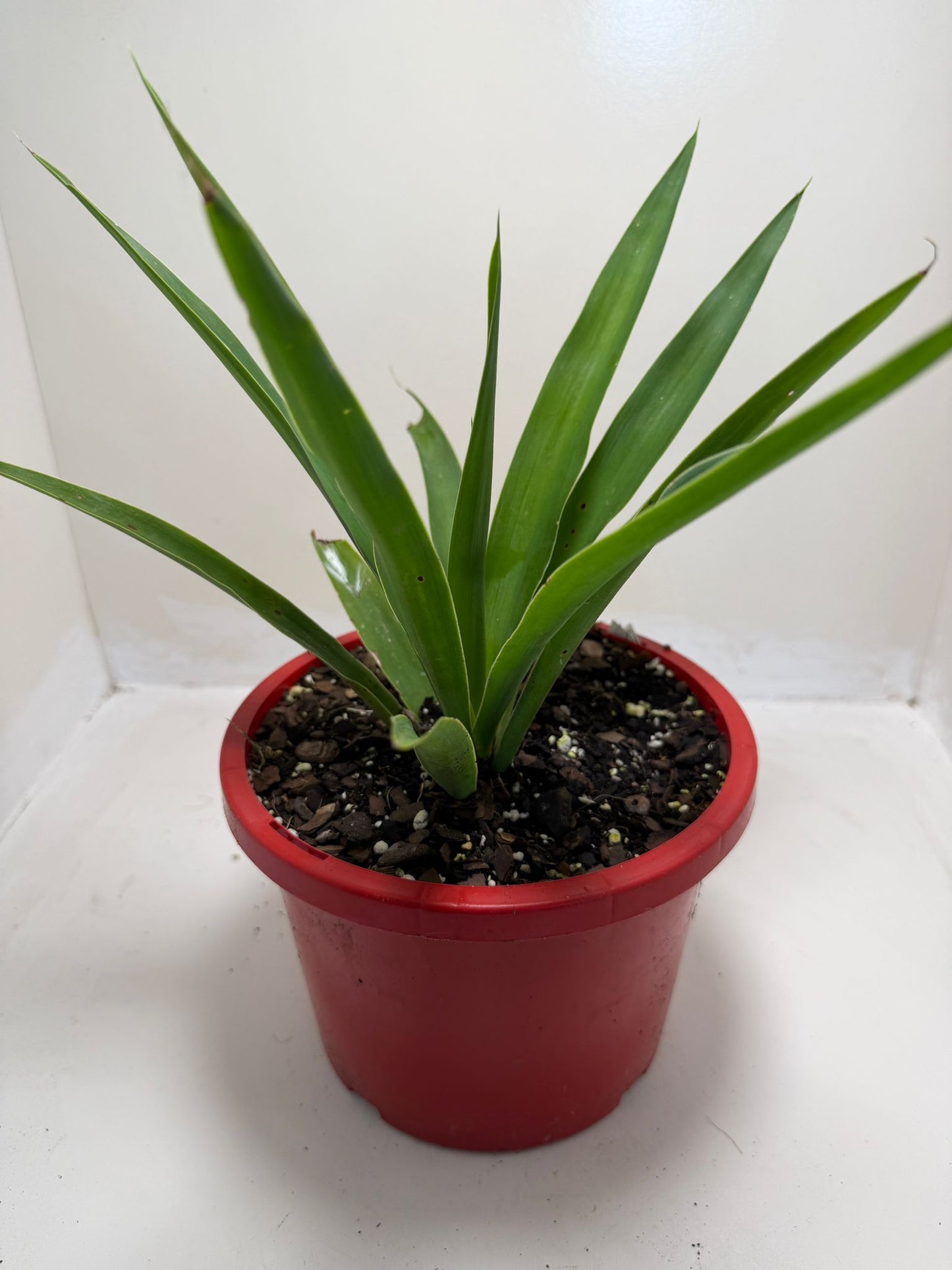 Buy Yucca elephantipes | Indoor & Outdoor Plant |190mm