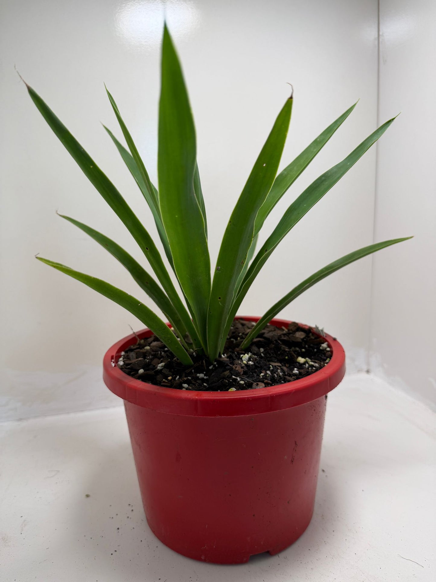 Buy Yucca elephantipes | Indoor & Outdoor Plant |190mm