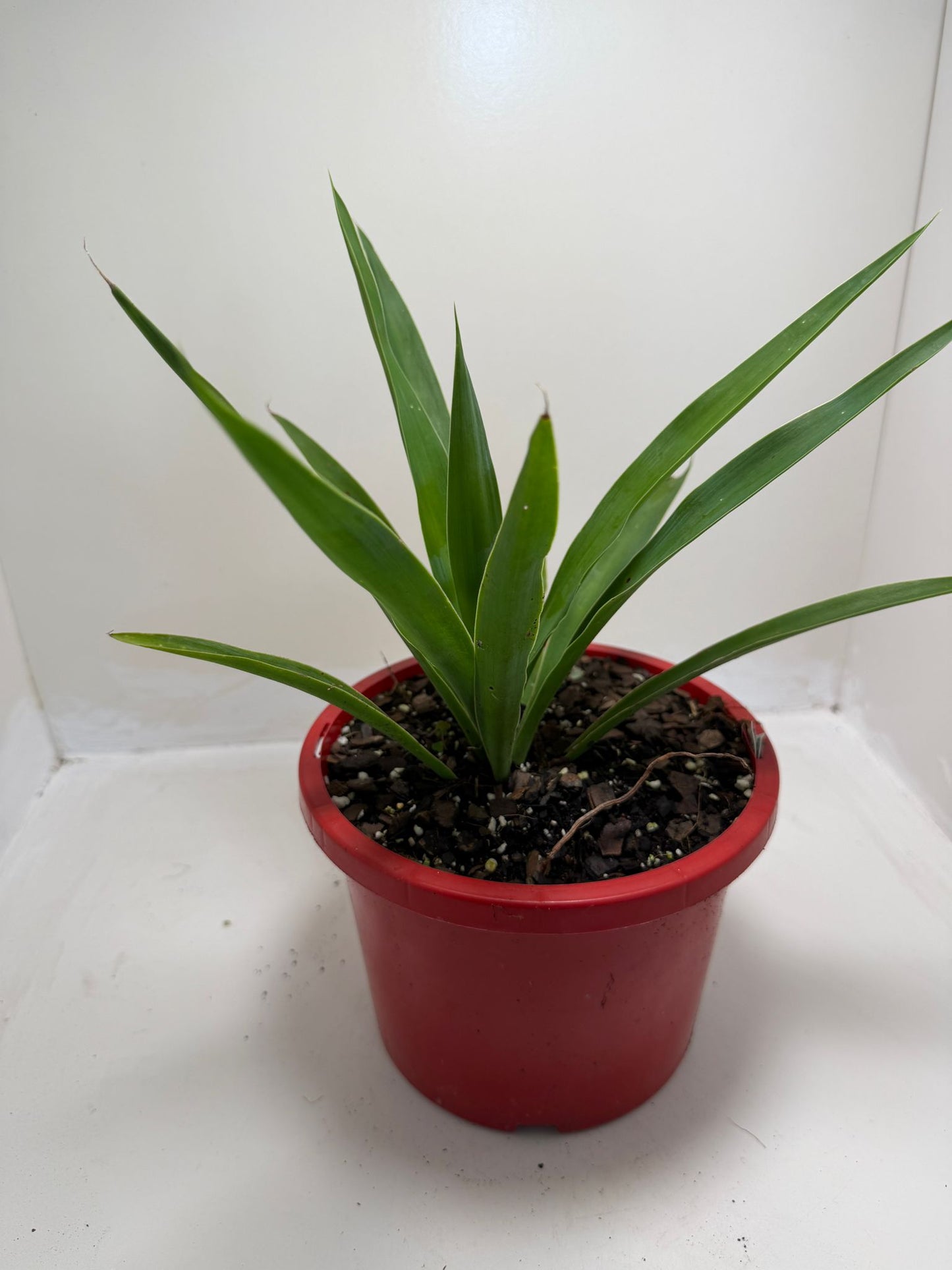 Buy Yucca elephantipes | Indoor & Outdoor Plant |190mm