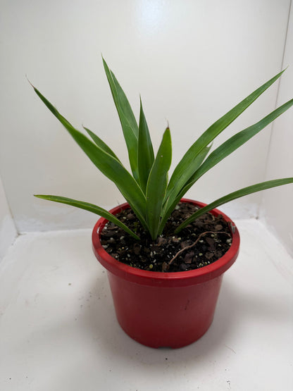 Buy Yucca elephantipes | Indoor & Outdoor Plant |190mm