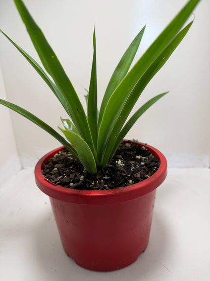Buy Yucca elephantipes | Indoor & Outdoor Plant |190mm
