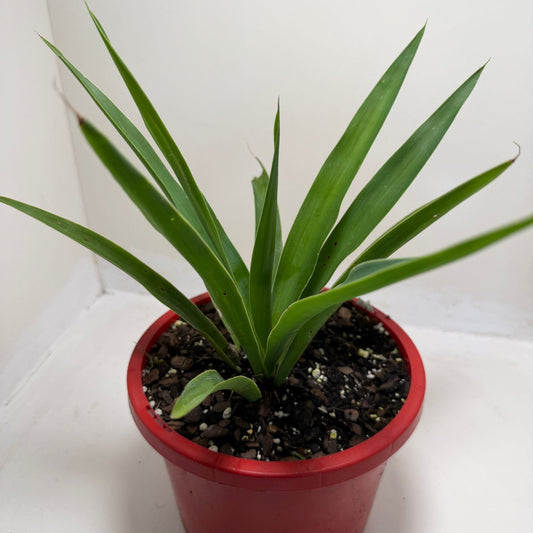 Buy Yucca elephantipes | Indoor & Outdoor Plant |190mm