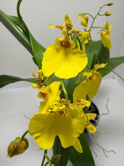 Oncidesa Saint Dawn Gold