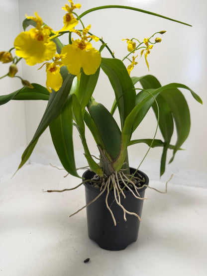 Oncidesa Saint Dawn Gold